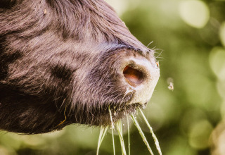 Dichtbijopname van een koeienneus met gras en een vlieg bij Feather Down Hoeve Brugge, West-Vlaanderen, België.