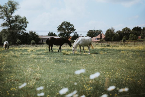 Horses grazing on a lush green field at Feather Down Hoeve Brugge holiday park in West Flanders, Belgium.