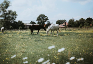 Heste græsser på en grøn mark med træer og bygninger i baggrunden i ferieparken Feather Down Hoeve Brugge.