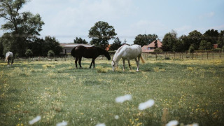 Caballos pastando en un prado verde en Feather Down Hoeve Brugge, un parque de vacaciones en Flandes Occidental.