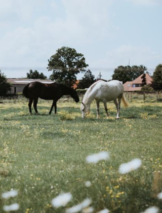 Caballos pastando en un prado verde en Feather Down Hoeve Brugge, un parque de vacaciones en Flandes Occidental.