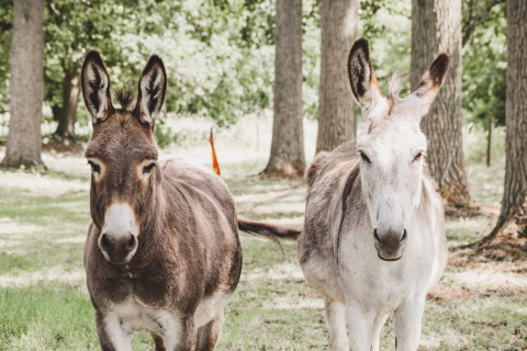 Twee ezels staan zij aan zij in een zonnige open plek bij Feather Down Hoeve Brugge, West-Vlaanderen, België.