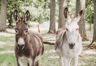 Two donkeys standing side by side in a sunny forest clearing at Feather Down Hoeve Brugge, West Flanders, Belgium.