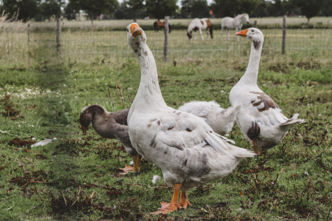 Gæs græsser på en grøn mark ved Feather Down Hoeve Brugge feriepark i Vestflandern, Belgien.