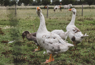 Gansos pastando en la hierba en Feather Down Hoeve Brugge, un parque en Flandes Occidental, Bélgica.