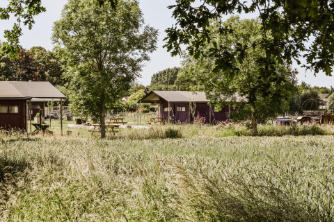 Udsigt over hyggelige safaritelte og grønne omgivelser ved Feather Down Hoeve Brugge, Belgien.