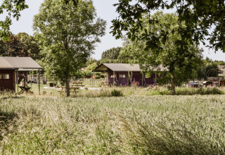 Vue sur des tentes safari et la verdure au Feather Down Hoeve Brugge, un parc de vacances en Belgique.