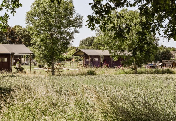 Udsigt over hyggelige safaritelte og grønne omgivelser ved Feather Down Hoeve Brugge, Belgien.