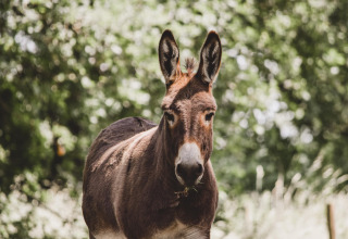 A brown donkey stands in sunlight at Feather Down Hoeve Brugge holiday park in West Flanders, Belgium.