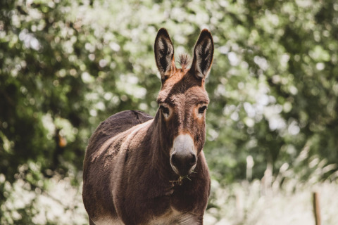A brown donkey stands in sunlight at Feather Down Hoeve Brugge holiday park in West Flanders, Belgium.