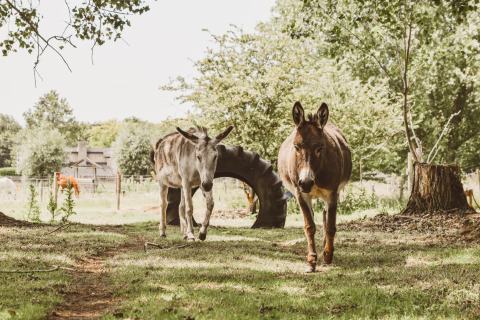 Twee ezels lopen over een grasveld bij Feather Down Hoeve Brugge, een vakantiepark in West-Vlaanderen, België.