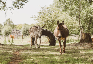 Twee ezels wandelen op een weide bij Feather Down Hoeve Brugge, een vakantiedomein in West-Vlaanderen, België.