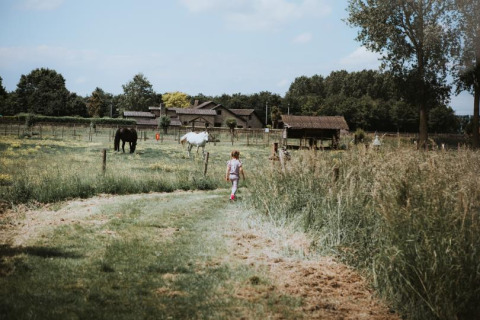 Ein Kind läuft auf einem Bauernhofweg zu Pferden im Feather Down Hoeve Brugge, Westflandern, Belgien.