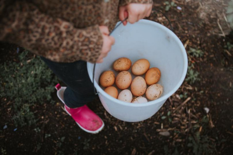 A child holding a bucket of freshly collected eggs at Feather Down Hoeve Brugge holiday park in West Flanders, Belgium.
