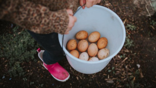 Un niño sostiene un balde con huevos frescos en Feather Down Hoeve Brugge, parque vacacional en Flandes Occidental, Bélgica.