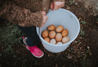 A child holding a bucket of freshly collected eggs at Feather Down Hoeve Brugge holiday park in West Flanders, Belgium.