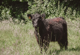 Schwarzes Rind steht auf einer Wiese mit Bäumen im Hintergrund, Feather Down Hoeve Brugge, Westflandern.