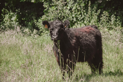 Black cow standing in a grassy field with trees in the background at Feather Down Hoeve Brugge, Belgium.