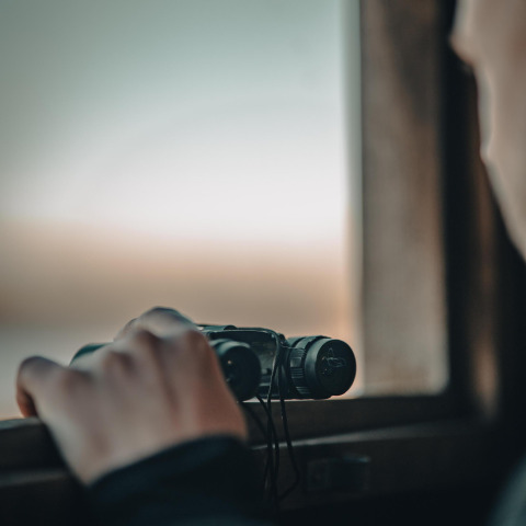 Person holder en kikkert ved et vindue på Treetrunk lodge i Cosy Cabins i Limburg-skoven, Belgien.