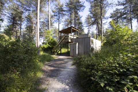 Treetrunk lodge at Cosy Cabins in Limburg forest, Belgium, nestled among pine trees on a sunny day.