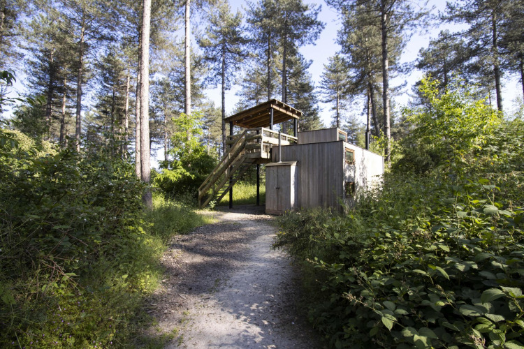 Cabaña Treetrunk en Cosy Cabins, bosque de Limburgo, Bélgica, rodeada de altos pinos y vegetación.
