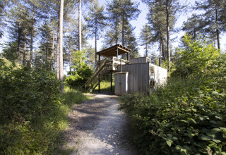 Cabane Treetrunk aux Cosy Cabins, forêt de Limbourg, Belgique, entourée de pins et de nature sauvage.