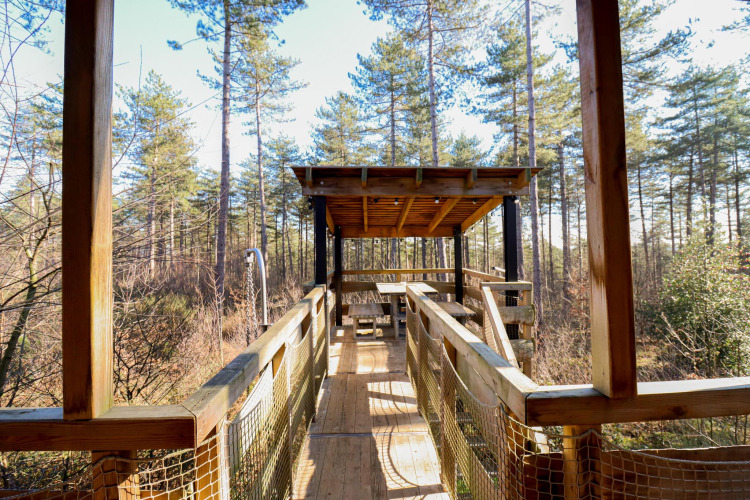 Treetop treehouse at Cosy Cabins in the sunlit Limburg forest, Belgium, seen from the entrance walkway.