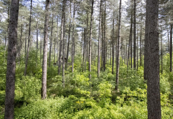 Skovbillede med træhus Treetop ved Cosy Cabins i Limburg, Belgien, omgivet af høje træer og grøn bevoksning.
