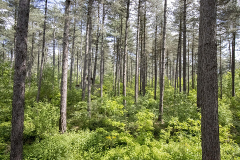 Skovbillede med træhus Treetop ved Cosy Cabins i Limburg, Belgien, omgivet af høje træer og grøn bevoksning.