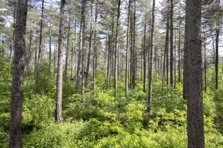 Baumhaus Treetop bei Cosy Cabins im Wald von Limburg, Belgien, zwischen hohen Bäumen und viel Grün.