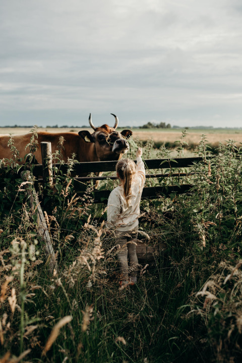 Un niño se acerca a una vaca junto a una cerca en Feather Down TaarTenTuin, parque vacacional en Holanda Meridional.