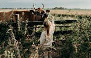 Un enfant tend la main vers une vache près d'une clôture à Feather Down TaarTenTuin, parc de vacances en Hollande méridionale.
