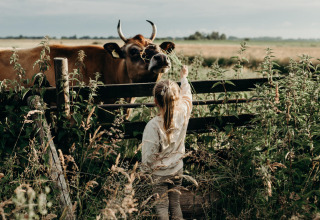Un niño se acerca a una vaca junto a una cerca en Feather Down TaarTenTuin, parque vacacional en Holanda Meridional.