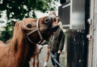 Un pony sorride mostrando i denti al parco vacanze Feather Down TaarTenTuin in Olanda Meridionale, Paesi Bassi.