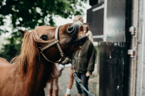 Een pony toont zijn tanden en lacht bij Feather Down TaarTenTuin vakantiepark in Zuid-Holland, Nederland.