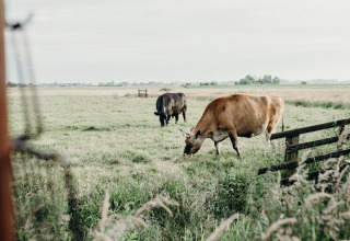 Græssende køer på en grøn mark nær Aarlanderveen, Sydholland, Holland, under en overskyet himmel.