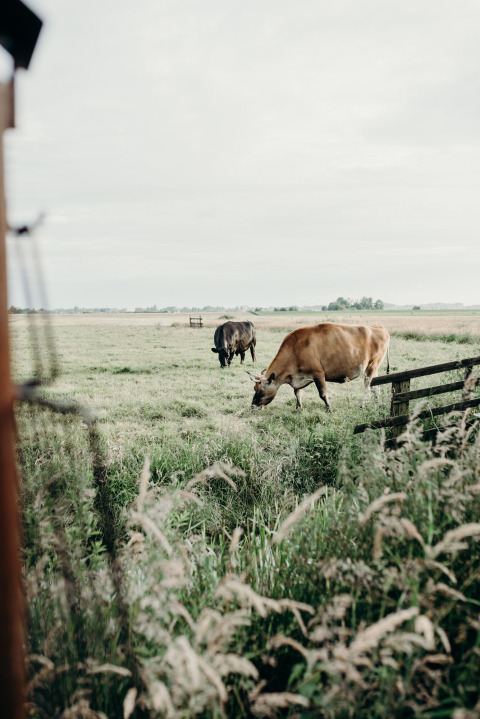 Vacas pastando en un campo verde cerca de Aarlanderveen, Holanda Meridional, Países Bajos, bajo cielo nublado.