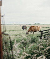 Vacas pastando en un campo verde cerca de Aarlanderveen, Holanda Meridional, Países Bajos, bajo cielo nublado.