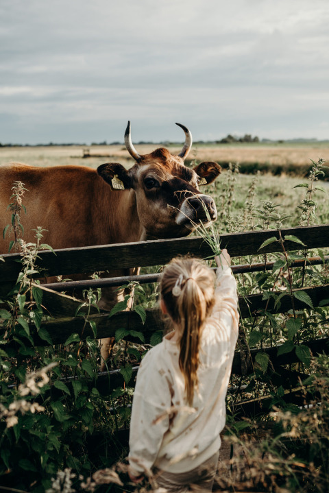 Un enfant nourrit une vache près de la clôture au parc Feather Down TaarTenTuin en Hollande-Méridionale.