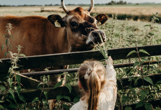 Una bambina dà da mangiare a una mucca vicino al recinto al Feather Down TaarTenTuin in Olanda Meridionale.