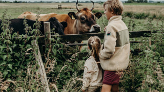 Dos niños observan vacas junto a una cerca en un campo cerca de Aarlanderveen, Holanda Meridional.