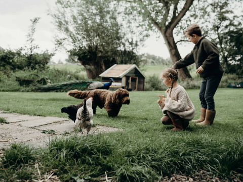 Twee kinderen spelen met een hond, kippen en een pauw op het gras bij Feather Down TaarTenTuin in Zuid-Holland.