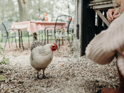 Una gallina está sobre grava cerca de mesas con manteles a cuadros en Feather Down TaarTenTuin, Países Bajos.