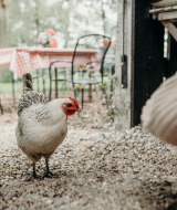 Una gallina está sobre grava cerca de mesas con manteles a cuadros en Feather Down TaarTenTuin, Países Bajos.