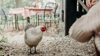 Una gallina está sobre grava cerca de mesas con manteles a cuadros en Feather Down TaarTenTuin, Países Bajos.