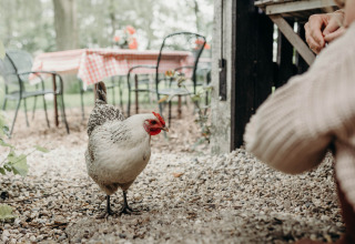 A hen stands on gravel near tables with checkered cloths at Feather Down TaarTenTuin holiday park.