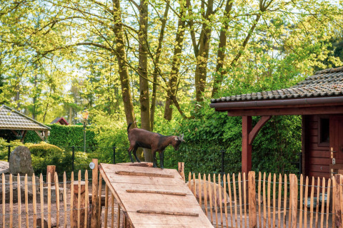Een geit op een houten helling in een omheind glamping-deel met veel groen en houten chalets.