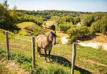 Een paard staat achter een gaashek op een grasveld bij de Biebosch-lodge, Resort Mooi Bemelen, Nederland.