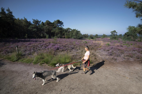 Persoon loopt met twee husky's aan de lijn over een pad bij een glamping, tussen paarse heide.