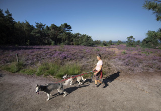 Persoon loopt met twee husky's aan de lijn over een pad bij een glamping, tussen paarse heide.